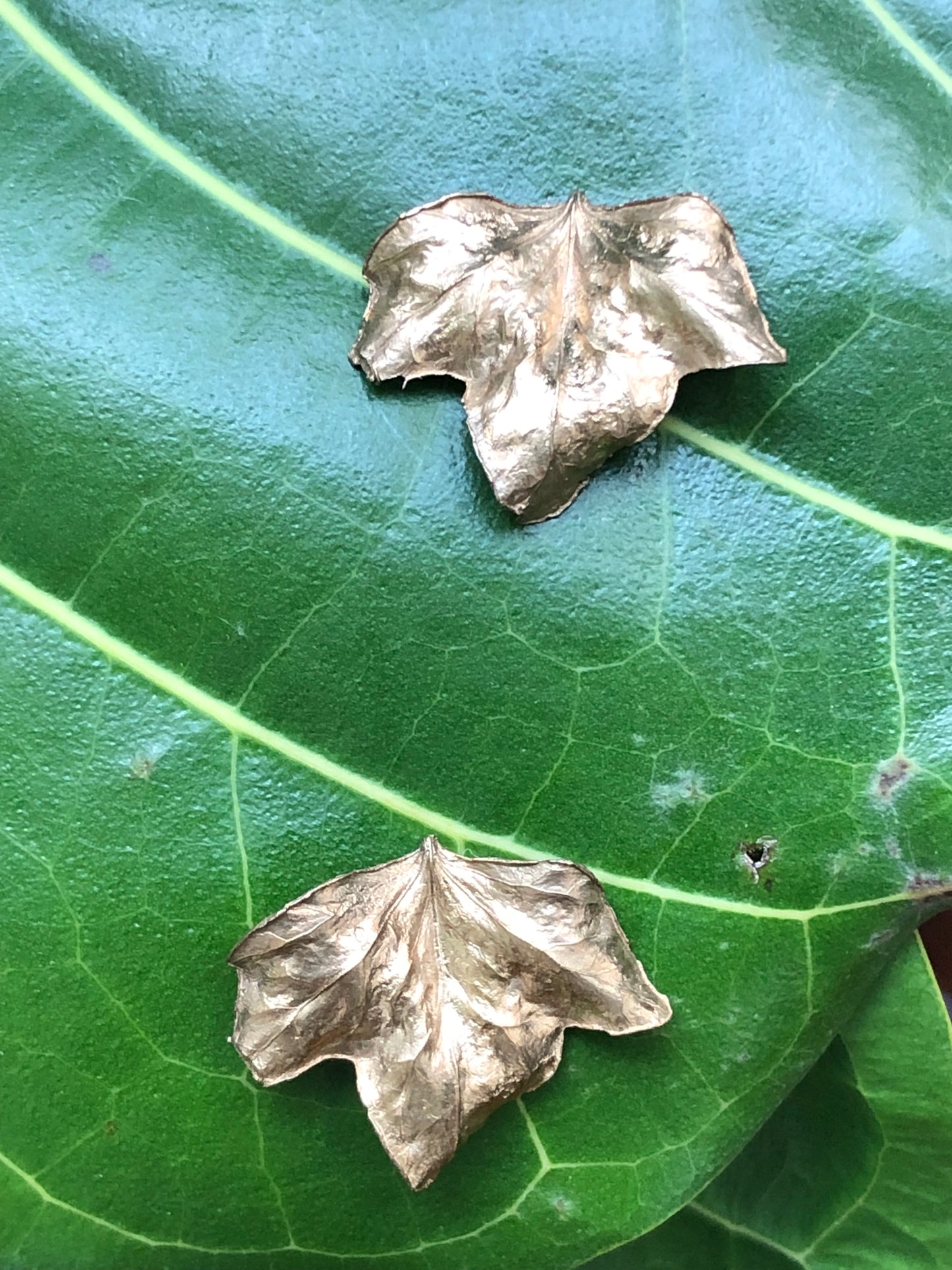 Edera studs
