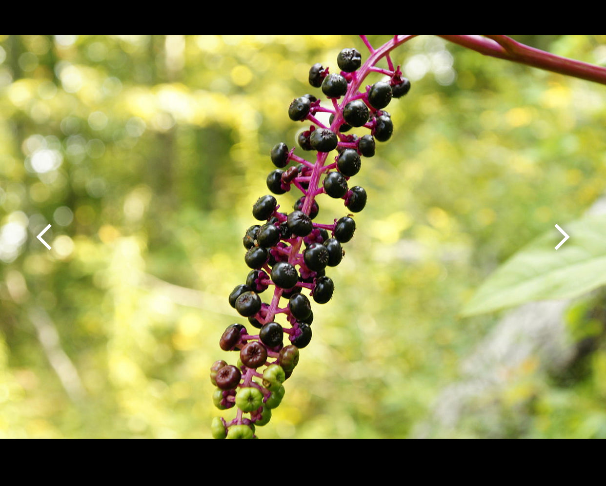 Collana Phytolacca