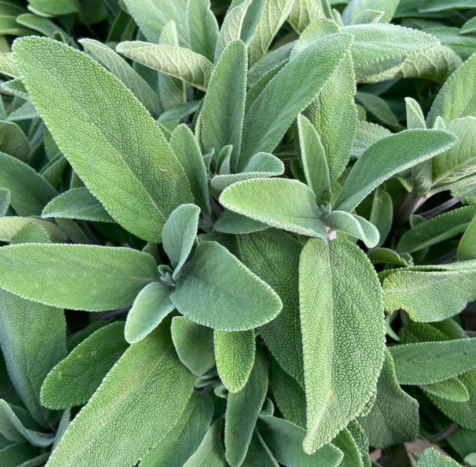 Anello Foglia di Salvia