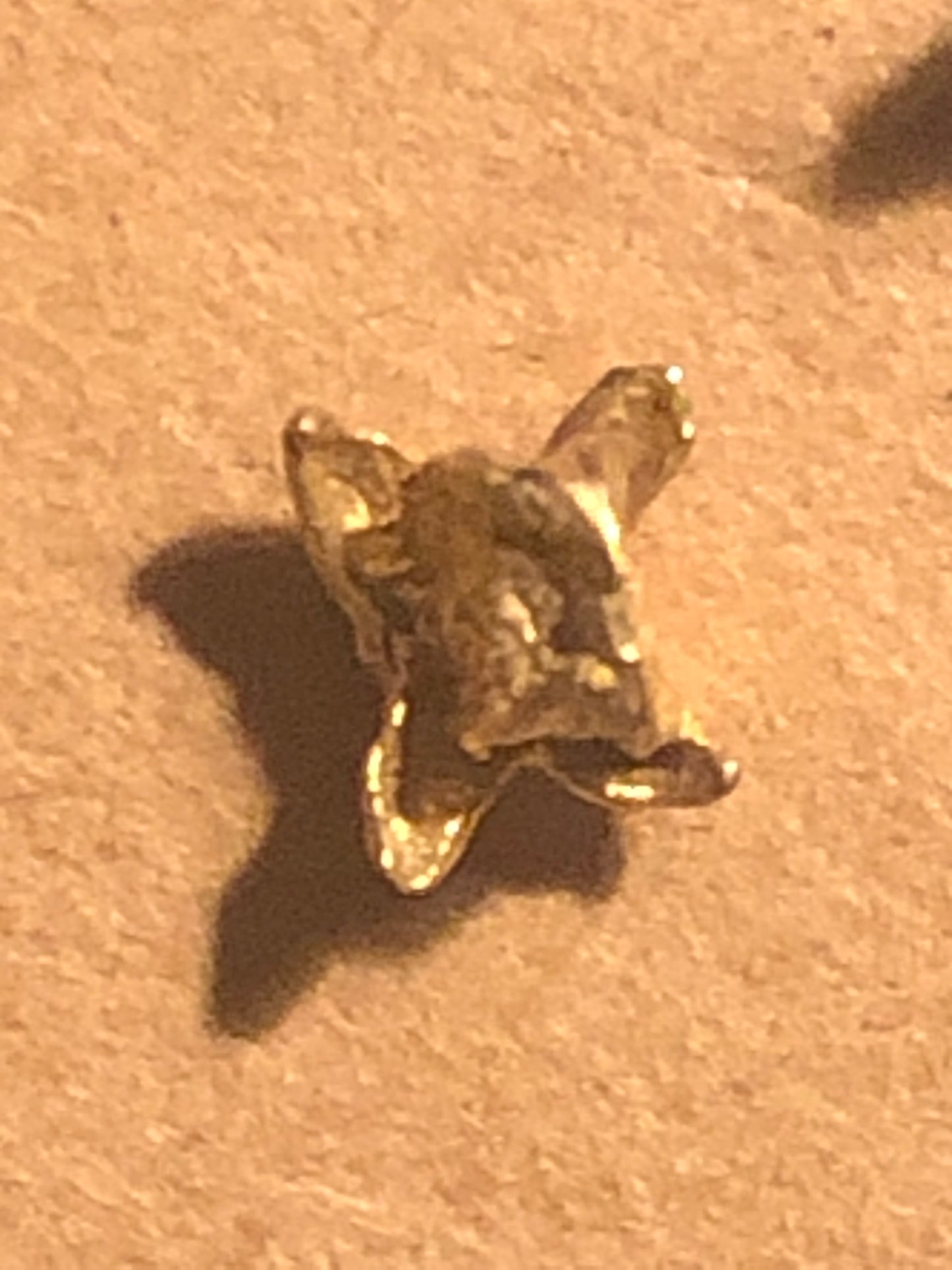 Orecchino singolo stud chiodo di garofano