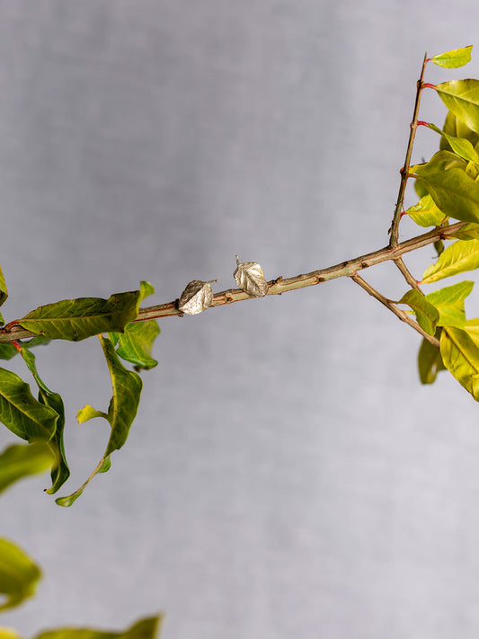 Foglia del Cappero stud