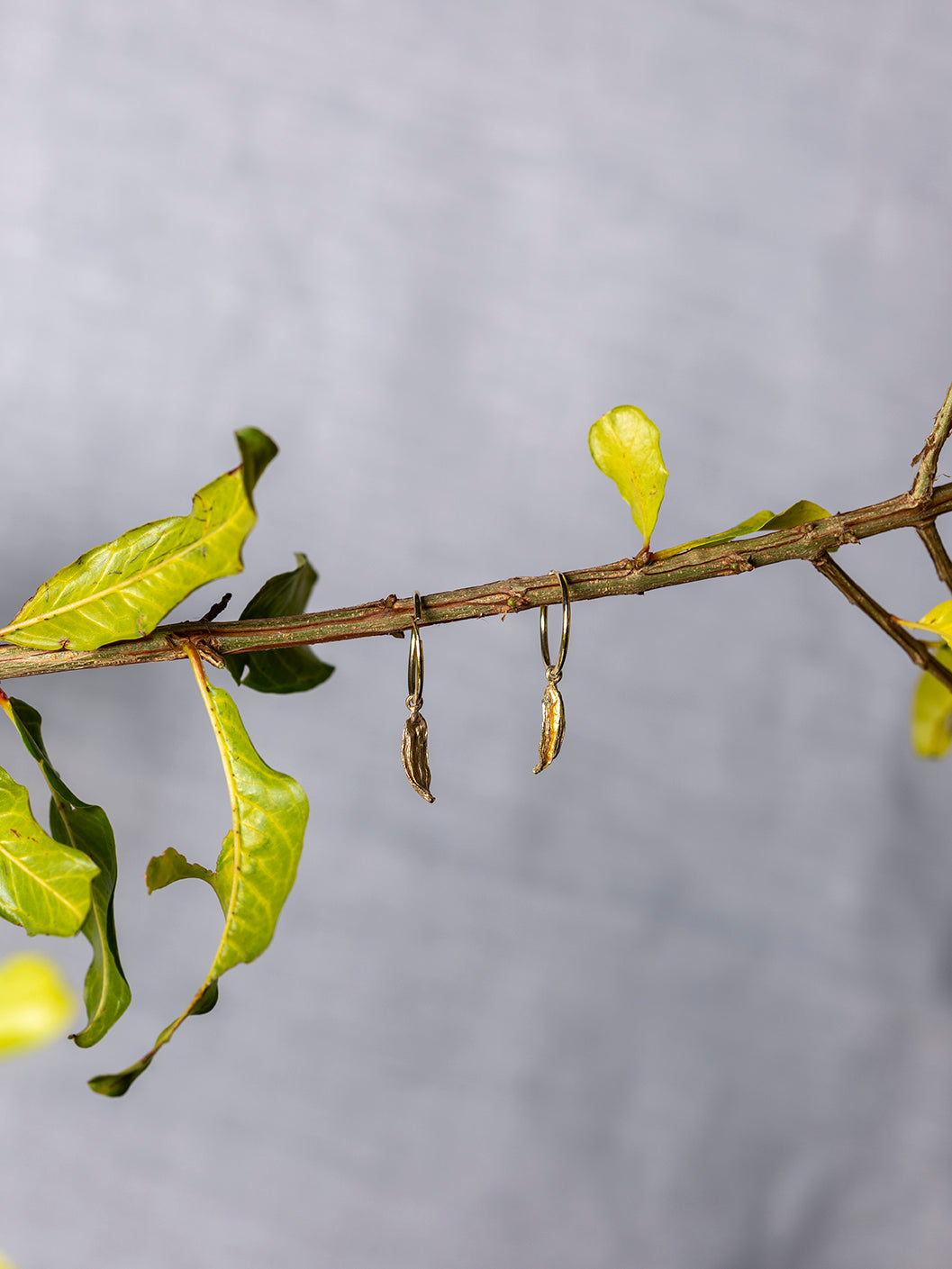 Orecchini cerchietti Cardamomo
