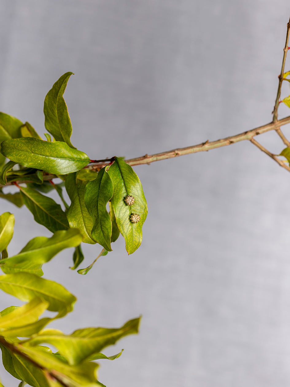 Orecchino/i Stud/s Phytolacca