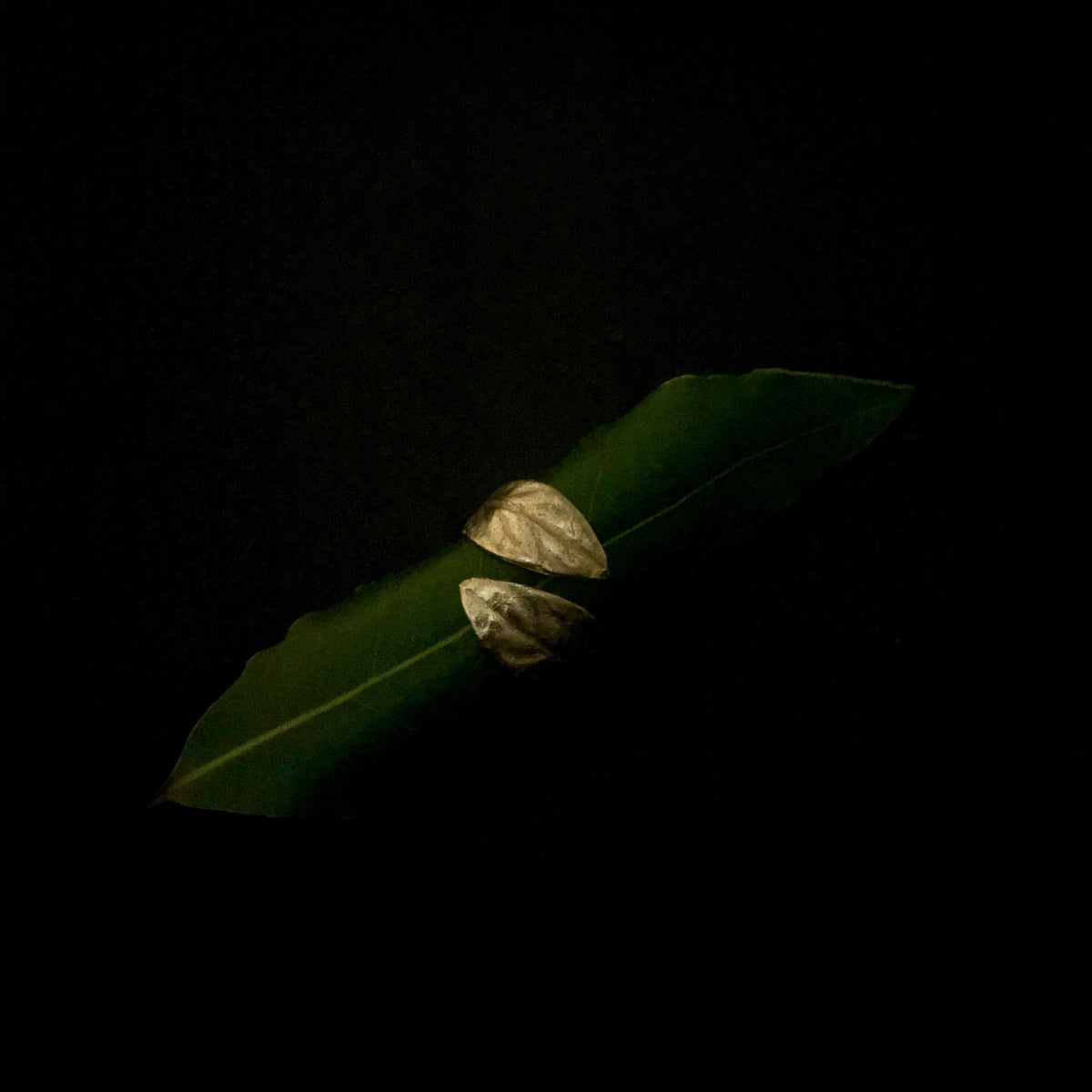 Anello aperto MandalaT regolabile in oro 9ct con fusioni di  foglie di alloro su una foglia verde naturale
