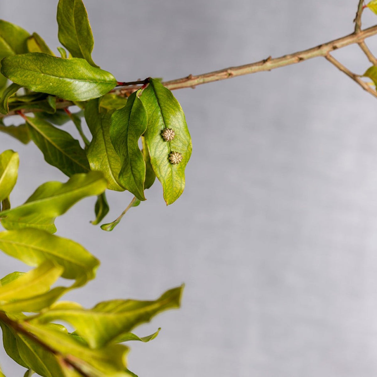 Orecchini a lobo MandalaT Phytolacca a forma di fiorellino dorato appoggiati su una foglia verde