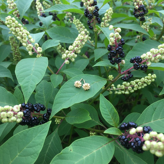 Orecchini a lobo MandalaT Phytolacca a forma di fiore dorato appoggiati su una foglia di pianta di fitolacca
