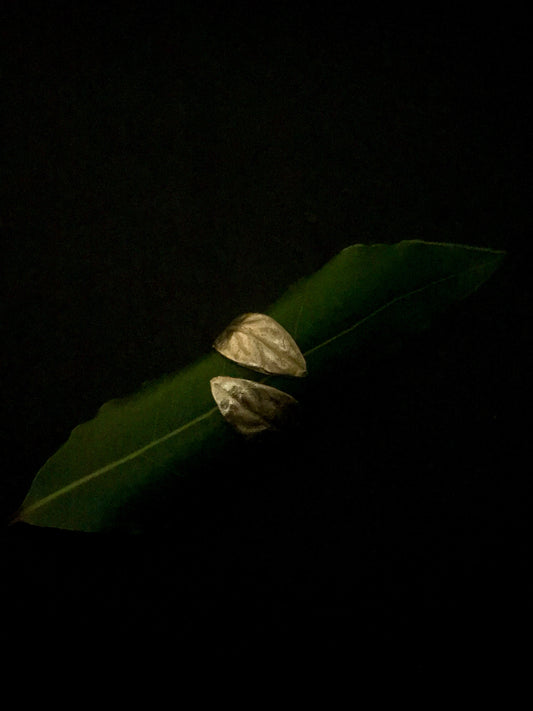 Anello aperto Alloro